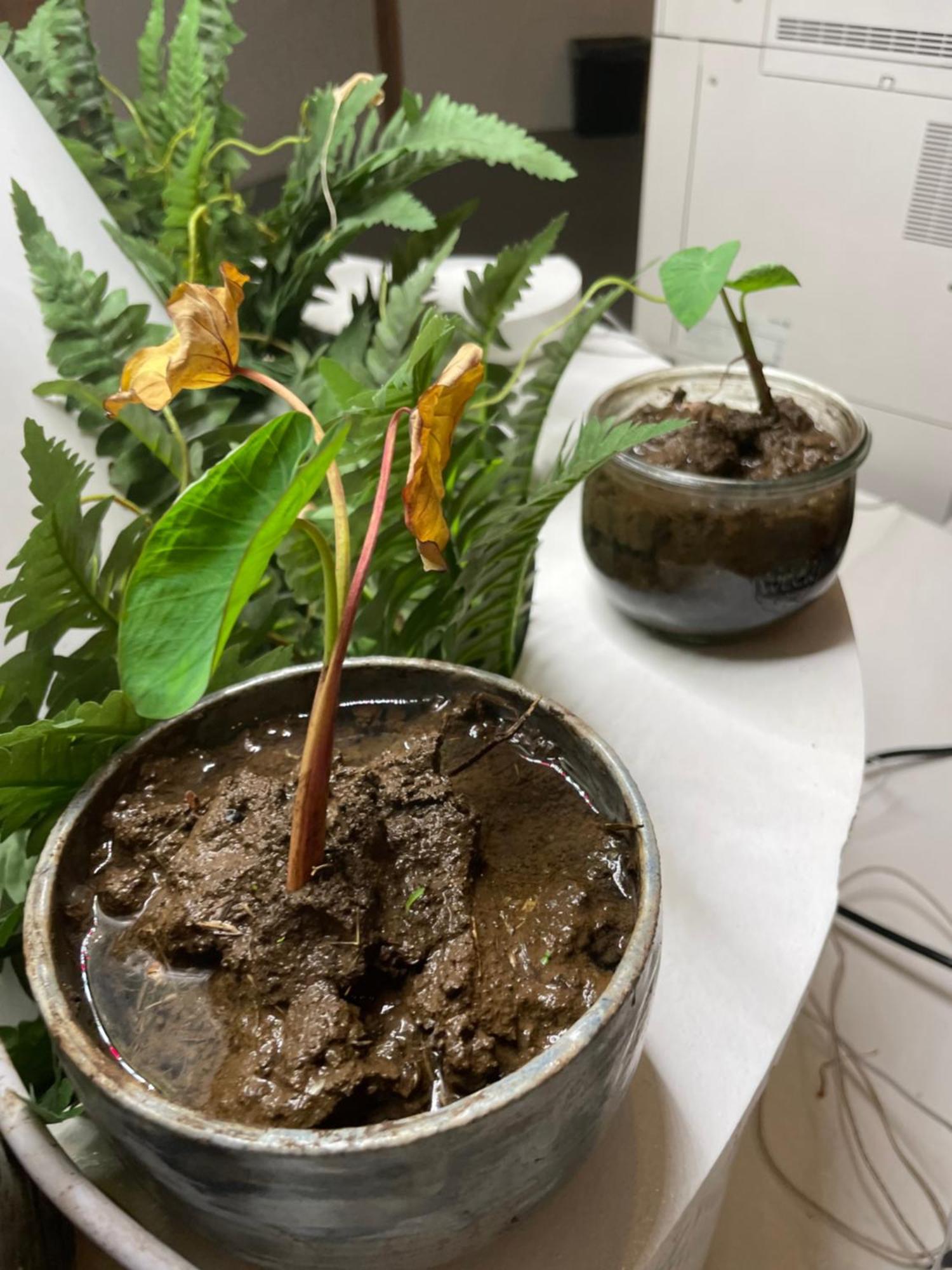 Doho Suites Honolulu Eksteriør billede